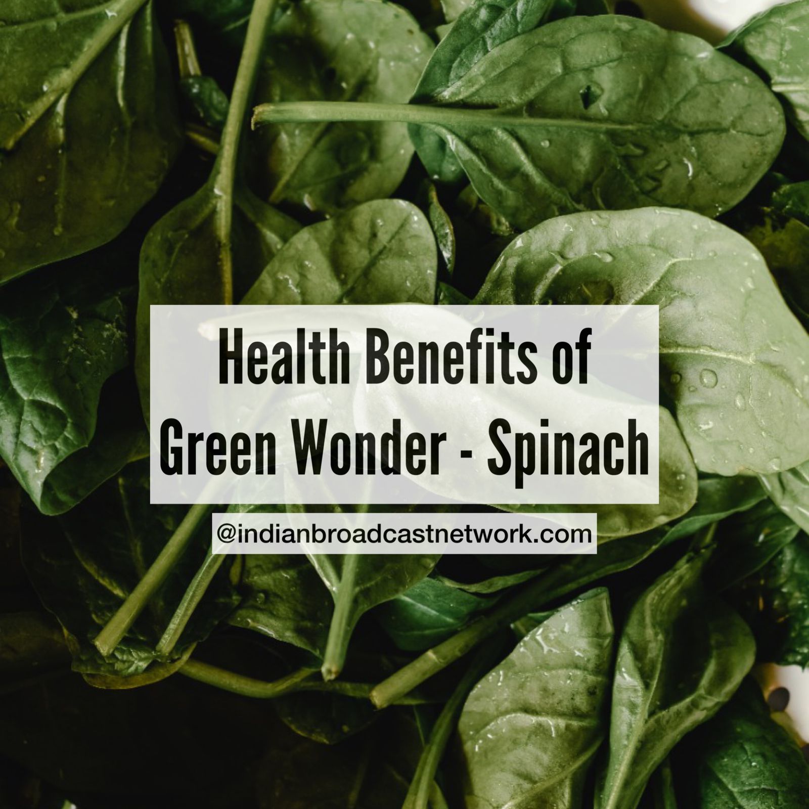 Indian Broadcast Network - Health Benefits of Spinach on National Spinach Day