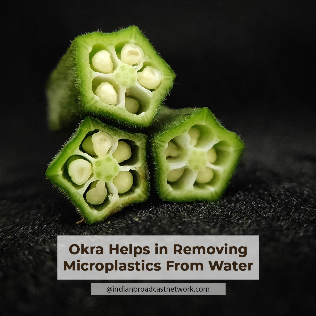 Indian Broadcast Network - Okra Helps in Removing Microplastics From Water